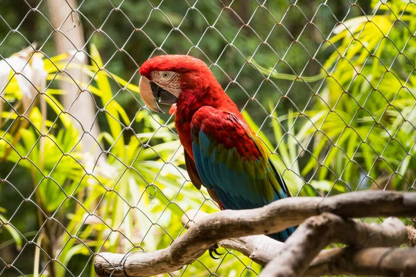 Side View Macaw Cage Zoo Thailand Stock Kép