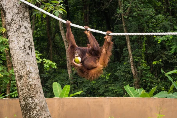 Ein Orang Utan Klettert Auf Einem Seil Und Hält Eine Stockbild