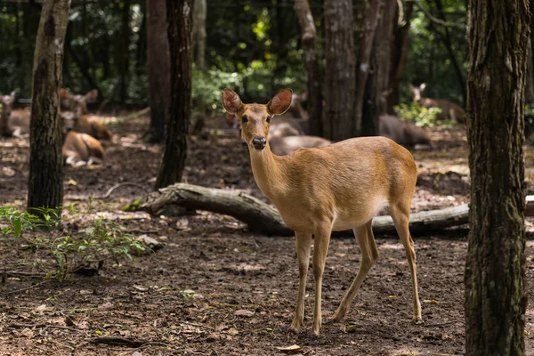 Female Deer Stands Forest Looking Camera Stock Fotografie