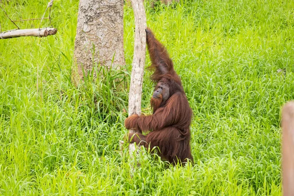 Orangutan Climbing Tree Selective Focus Jogdíjmentes Stock Képek