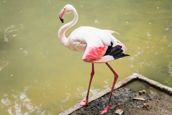Прекрасний Птах Фламінго Зоопарку Таїланду Ліцензійні Стокові Зображення