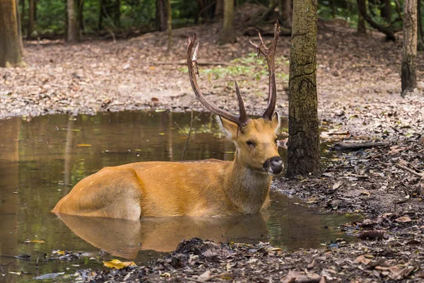 Male Deer Soaking Water Sleeping Swamp Stock Kép