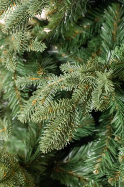 Noel ağacının dalları 