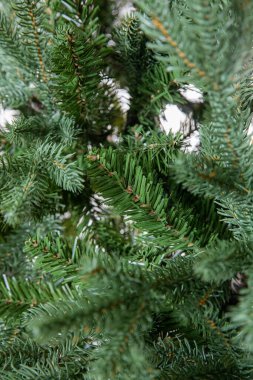 Noel ağacının dalları 