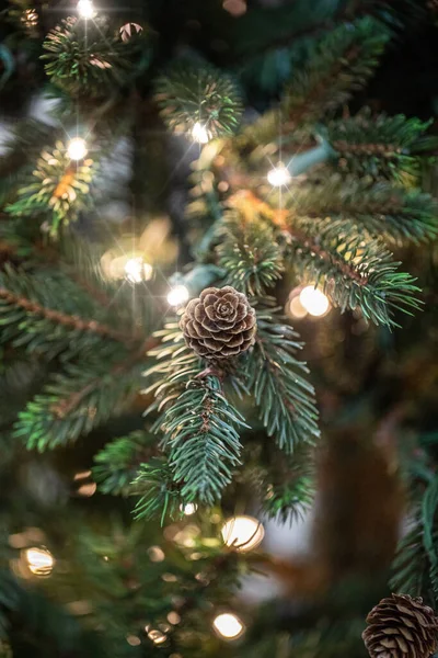 Takken Van Een Kerstboom — Stockfoto