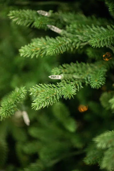 Takken Van Een Kerstboom — Stockfoto