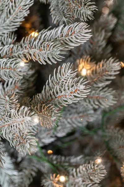 Takken Van Een Kerstboom — Stockfoto