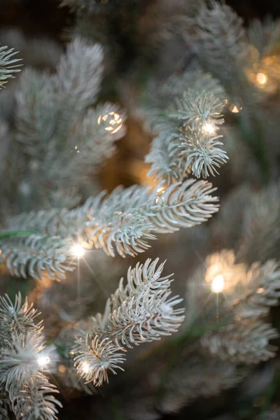 Takken Van Een Kerstboom — Stockfoto