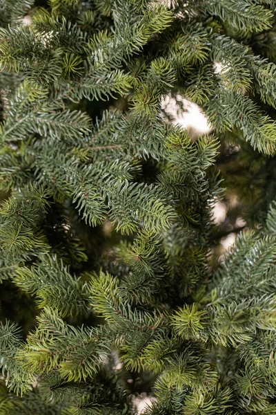 Branches Christmas Tree — Stock Photo, Image