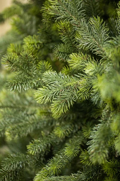 Branches Christmas Tree — Stock Photo, Image