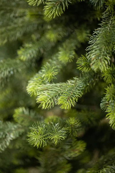 크리스마스 트리의 가지들 — 스톡 사진