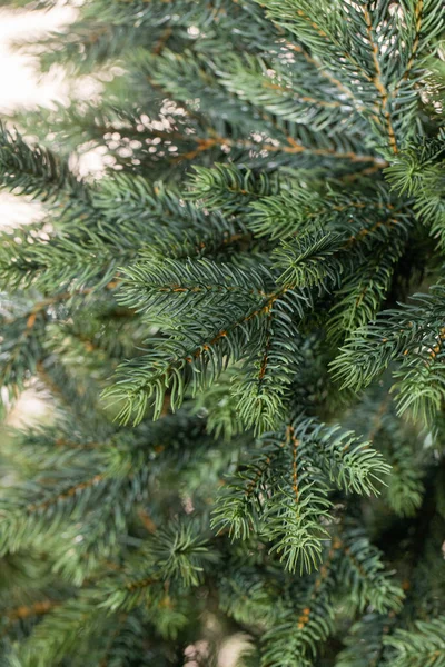 Ramas Árbol Navidad — Foto de Stock