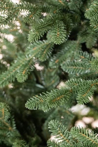 圣诞树的枝条 — 图库照片