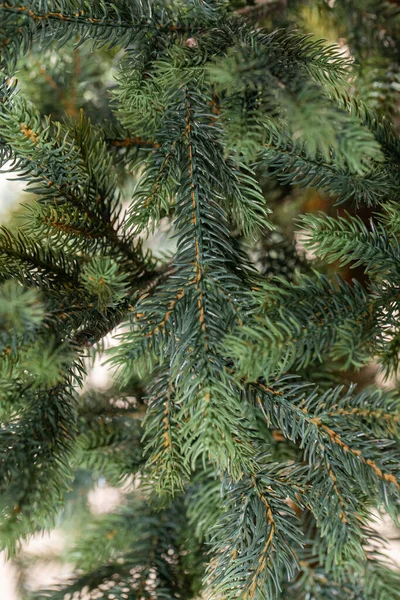 Noel ağacının dalları 