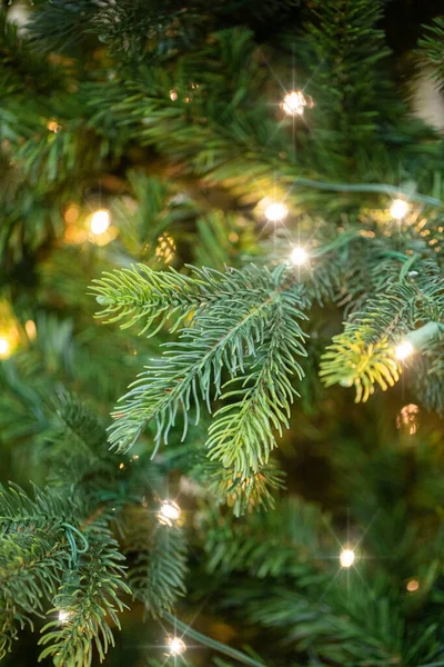 Takken Van Een Kerstboom — Stockfoto