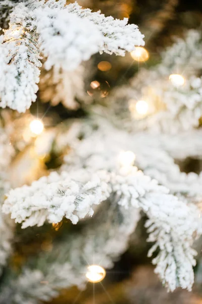 Takken Van Een Kerstboom — Stockfoto