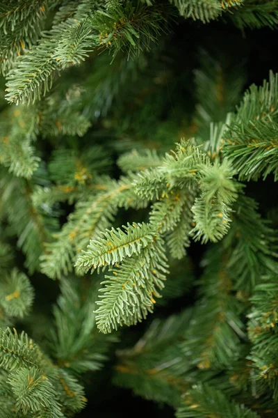 Branches Christmas Tree — Stock Photo, Image