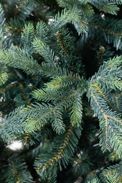 크리스마스 트리의 가지들 — 스톡 사진