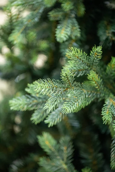 クリスマスツリーの枝 — ストック写真