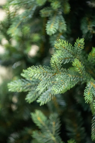 Branches Arbre Noël — Photo