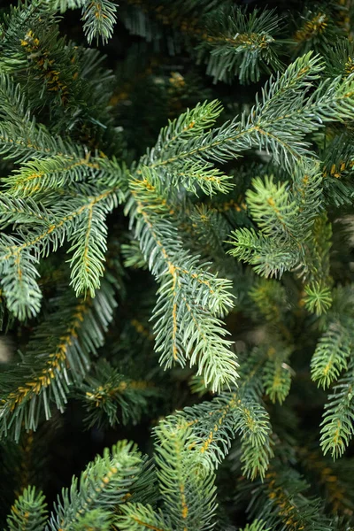 Branches Christmas Tree — Stock Photo, Image