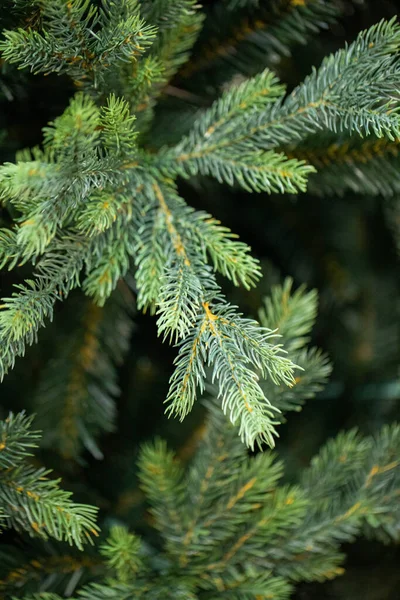 Noel Ağacının Dalları — Stok fotoğraf