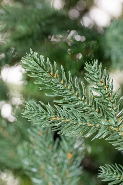 Branches Christmas Tree — Stock Photo, Image