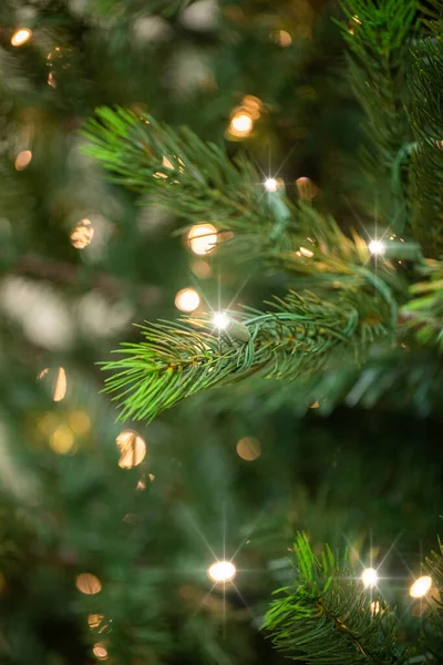 Zweige Eines Weihnachtsbaums — Stockfoto