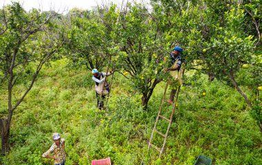 AMRAVATI, MAHARASHTRA, INDIA, 24 Eylül 2021: Çiftlikte çalışan tanımlanamayan Hintli kırsal çiftçi, Maharashtra kırsal kesiminde günlük yaşam tarzı.