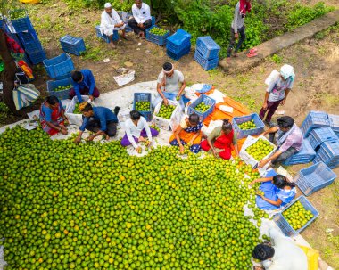 NAGPUR, MAHARASHTRA, INDIA, 24 Eylül 2021: Portakal hasat eden ve turuncu alanda ambalaj sıralayan çiftçi.