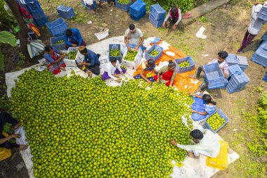 NAGPUR, MAHARASHTRA, INDIA, 24 Eylül 2021: Portakal hasat eden ve turuncu alanda ambalaj sıralayan çiftçi.