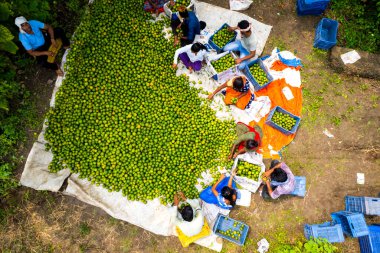 NAGPUR, MAHARASHTRA, INDIA, 24 Eylül 2021: Portakal hasat eden ve turuncu alanda ambalaj sıralayan çiftçi.