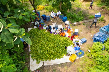 NAGPUR, MAHARASHTRA, INDIA, 24 Eylül 2021: Portakal hasat eden ve turuncu alanda ambalaj sıralayan çiftçi.