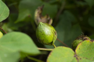 Hindistan 'da çiçekli yeşil pamuk tarlası, Maharashtra, Hindistan.