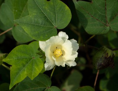 Hindistan 'da çiçekli yeşil pamuk tarlası, Maharashtra, Hindistan.