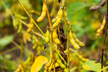 Olgun fasulyeler bitkiler, yakın çekim. 