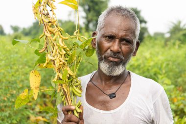 Hindistan 'da soya tarlasında duran kıdemli çiftçi.