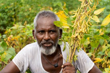 Hindistan 'da soya tarlasında duran kıdemli çiftçi.