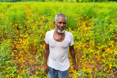Hindistan 'da soya tarlasında duran kıdemli çiftçi.
