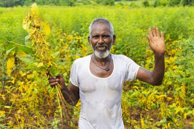 Hindistan 'da soya tarlasında duran kıdemli çiftçi.