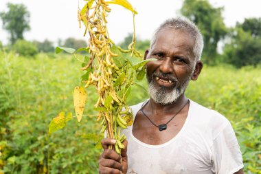 Hindistan 'da soya tarlasında duran kıdemli çiftçi.
