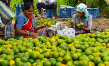 NAGPUR, MAHARASHTRA, INDIA, 24 Eylül 2021: Portakal hasat eden ve turuncu alanda ambalaj sıralayan çiftçi.
