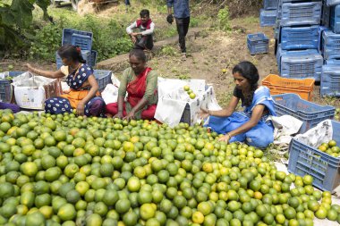 NAGPUR, MAHARASHTRA, INDIA, 24 Eylül 2021: Turuncu alanda portakal toplayan tanımlanamayan çiftçi.