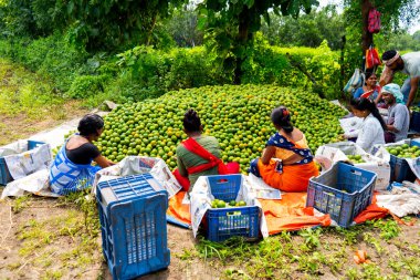NAGPUR, MAHARASHTRA, INDIA, 24 Eylül 2021: Portakal hasat eden ve turuncu alanda ambalaj sıralayan çiftçi.