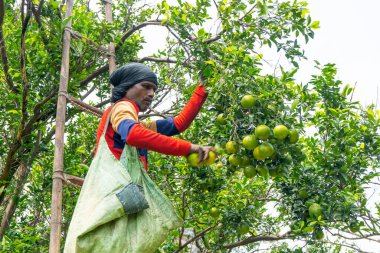 NAGPUR, MAHARASHTRA, INDIA, 24 Eylül 2021: Turuncu alanda portakal toplayan tanımlanamayan çiftçi.