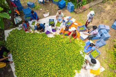 NAGPUR, MAHARASHTRA, INDIA, 24 Eylül 2021: Portakal hasat eden ve turuncu alanda ambalaj sıralayan çiftçi.