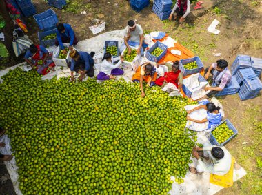 NAGPUR, MAHARASHTRA, INDIA, 24 Eylül 2021: Portakal hasat eden ve turuncu alanda ambalaj sıralayan çiftçi.
