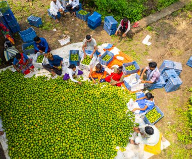 NAGPUR, MAHARASHTRA, INDIA, 24 Eylül 2021: Portakal hasat eden ve turuncu alanda ambalaj sıralayan çiftçi.