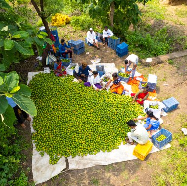 NAGPUR, MAHARASHTRA, INDIA, 24 Eylül 2021: Portakal hasat eden ve turuncu alanda ambalaj sıralayan çiftçi.