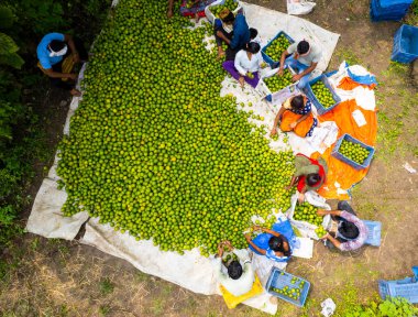 NAGPUR, MAHARASHTRA, INDIA, 24 Eylül 2021: Portakal hasat eden ve turuncu alanda ambalaj sıralayan çiftçi.